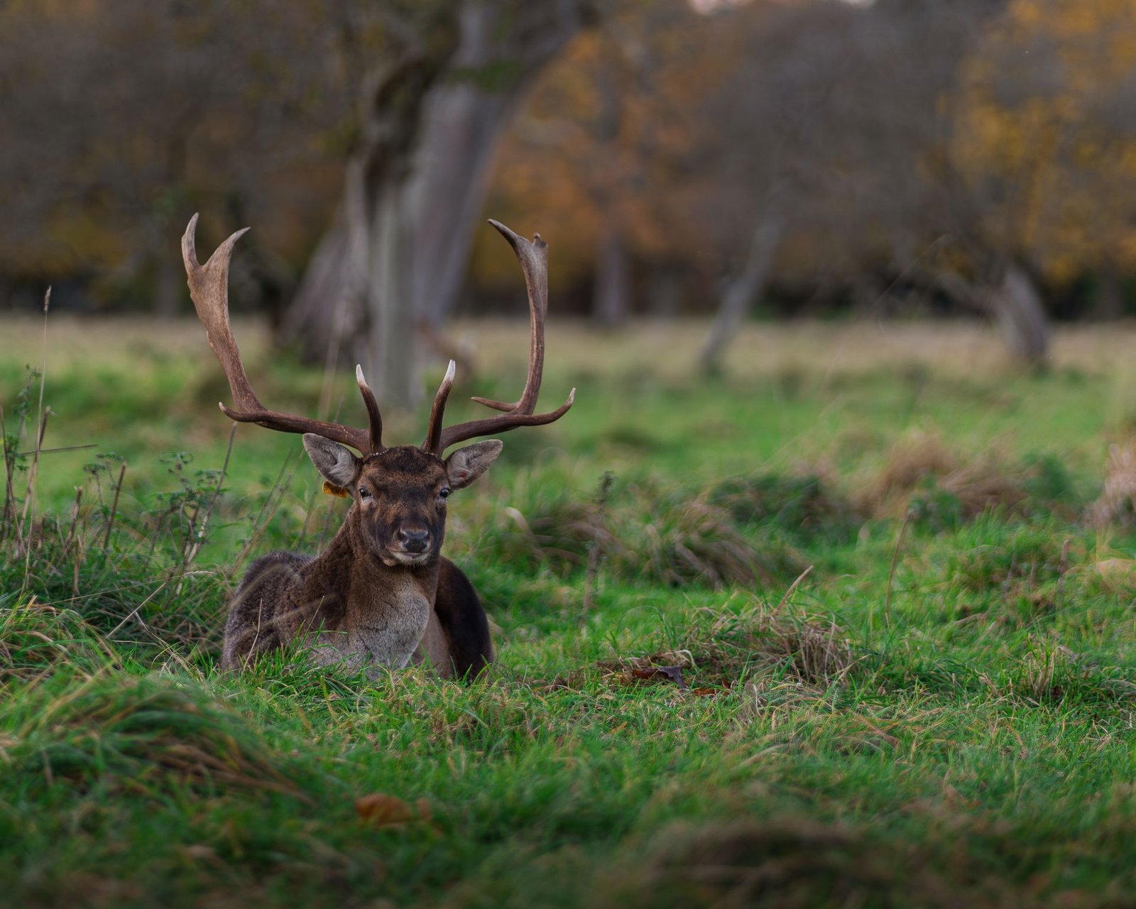 Picture of a deer in Phoenix Park in West Dublin
